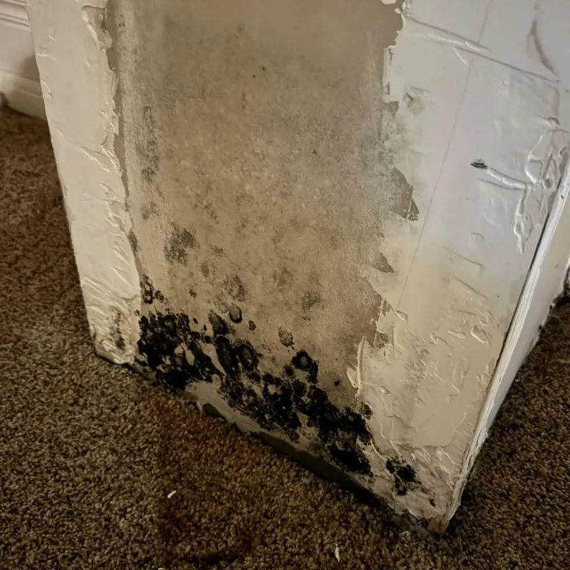 Professional Mold Removal in Melville, NY